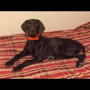 Meet your Posher, Wes